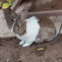 فروش تعدادی خرگوش نروماده|موش و خرگوش|برازجان, |دیوار