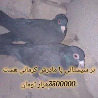 کبوترهای تروتمیز|پرنده|خاش, |دیوار