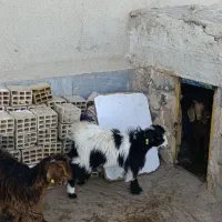 بزغاله|حیوانات مزرعه|سربیشه, |دیوار