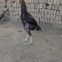 خروس لاری