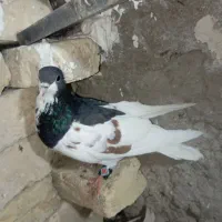 کفتر بهبونی|پرنده|شیراز, برمشور علیا|دیوار