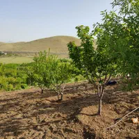 زمین کشاورزی 1900متری در روستای قلیان