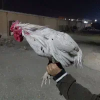 خروس نژاد گلین جوجه های امسال|حیوانات مزرعه|رباطکریم, شهرک صنعتی سبلان|دیوار