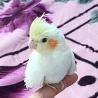 عروس هلندی نر