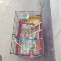 قفس پرنده