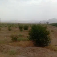 فروش یک قطعه زمین باغی با درخت با مجوز دیوار کشی|فروش دفتر صنعتی، کشاورزی، تجاری|شهرضا, |دیوار