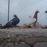 پرنده|پرنده|شوشتر, |دیوار