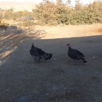 بوقلمون نرمحلی|حیوانات مزرعه|کرمانشاه, |دیوار