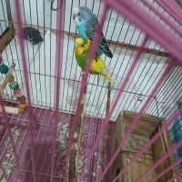 مرغ عشق و عروس هلندی بفروش میرسد|پرنده|املش, |دیوار