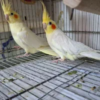 عروس هلندی مولد