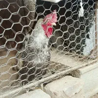 خروس محلی|حیوانات مزرعه|زاهدان, |دیوار