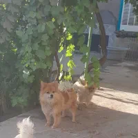 واگذاری سگ پاکوتاه آپارتمانی