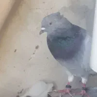 فروش یا معاوضه۴عدد کفتر ۲تا نر ۲تا ماده
