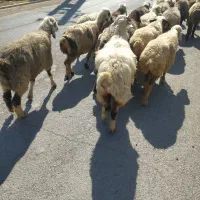 میش داشتی