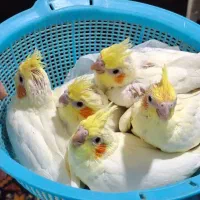 جوجه عروس هلندی رام و با کیفیت بالا|پرنده|کرمان, |دیوار