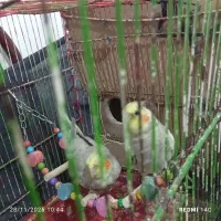 یک جفت عروس هلندی سالم ودستی|پرنده|نیشابور, ده حلاج|دیوار