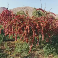 زرشک تازه