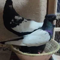 سینه سیاه درجه یک|پرنده|شیراز, شهرک گلها|دیوار
