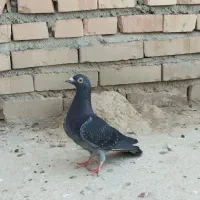 چاپی ماده