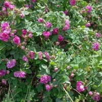 باسلام یک خانه ویلایی به فروش می‌رسد|فروش خانه و ویلا|مشگین شهر, |دیوار