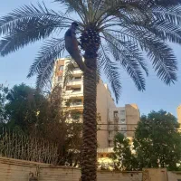 بریدن نخل حرس نخل سمپاشی نخل درآوردن ریش نخل|خدمات باغبانی و درختکاری|اهواز, نادری|دیوار