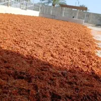 تفاله خشک گوجه