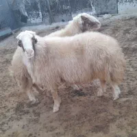 ورن کری سنجابی ب شرط