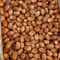 خرما زاهدی(قصب) و ضایعات قصب|خوردنی و آشامیدنی|شیراز, آبیاری|دیوار