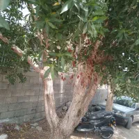 چوب شمشاد و مرکبات