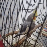 عروس هلندی|پرنده|پلدشت, |دیوار