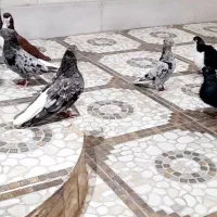 کبوتر.دم سفید.چپ|پرنده|اهواز, اهواز|دیوار