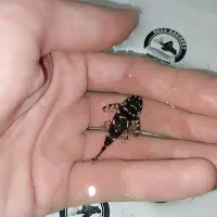 پلکو خاص ۲۰۱ و پوزه بوته ای|ماهی|تهران, طرشت|دیوار