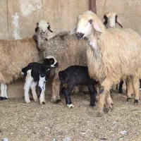 فروش ۵راس میش بختیاری بره دار