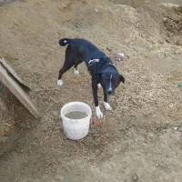 حمایت از حیوانات مناسب نگهبانی آدمی سفت