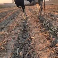 دو عدد گاو آبستن ۷ماهه|حیوانات مزرعه|قشلاق دشت, |دیوار