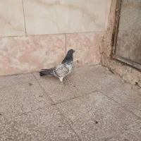 کفتر پرشی قاره|پرنده|قم, آزادگان|دیوار