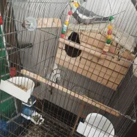 ۲ جفت عروس هلندی بالغ و آماده