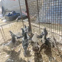 کبوتر همه نا بلد|پرنده|زاهدان, |دیوار