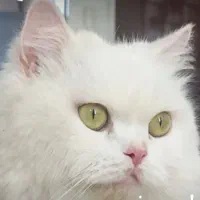 فروش گربه نژاد دار از نوع اسکاتیش و پرشین