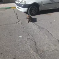 سمند سورن مدل ۱۴۰۴