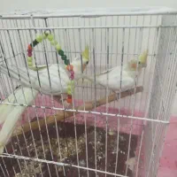 طوطی|پرنده|تهران, شهید اسدی|دیوار