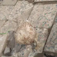 مرغ تزئینی تخم گذار