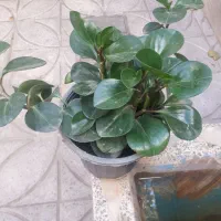 حراج گلهای آپارتمانی|گل و گیاه طبیعی|قزوین, |دیوار