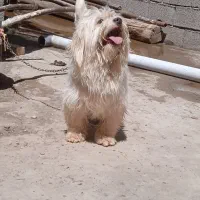 سگ تمیز