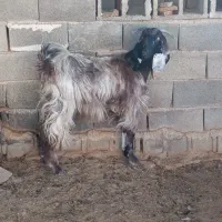 کولارترکی ناز