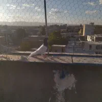 کله سیاه|پرنده|ابهر, |دیوار