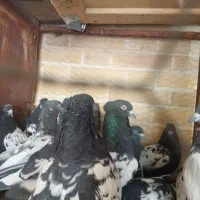 کبوتر طوقی پرشی سینه آیی از کاشان ب شرط پرش رسید|پرنده|اردکان, |دیوار