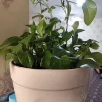 گل مصنوعی با باکس شیشه‌ای و گل طبیعی پیچک باگلدون|گل مصنوعی|رباط‌کریم, |دیوار