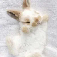 خرگوش اصیل لوپ مینیاتوری واکسن خورده و تربیت شده