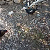 اوردک روسی نقراه ای و سفید سیاه|حیوانات مزرعه|سیلوانه, |دیوار